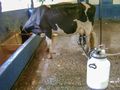 Cow milking machine.jpg