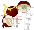 Viticulture (Diagram of the wine grape berry).png